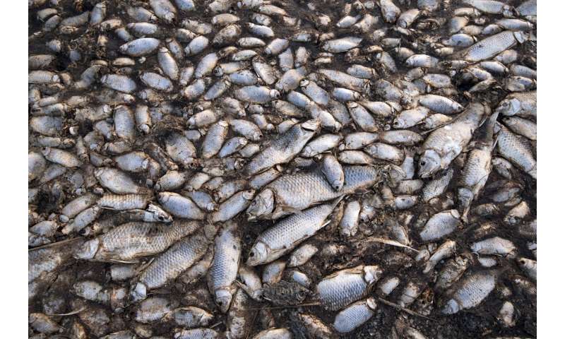 Greece: Oxygen-starved fish dying in drought-hit lake
