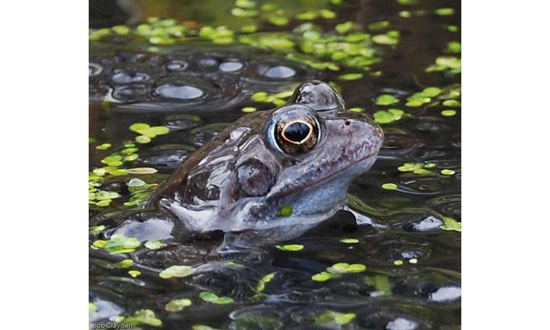 Climate change responsible for severe infectious disease in UK frogs