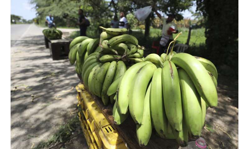 Banana industry on alert after disease arrives in Colombia