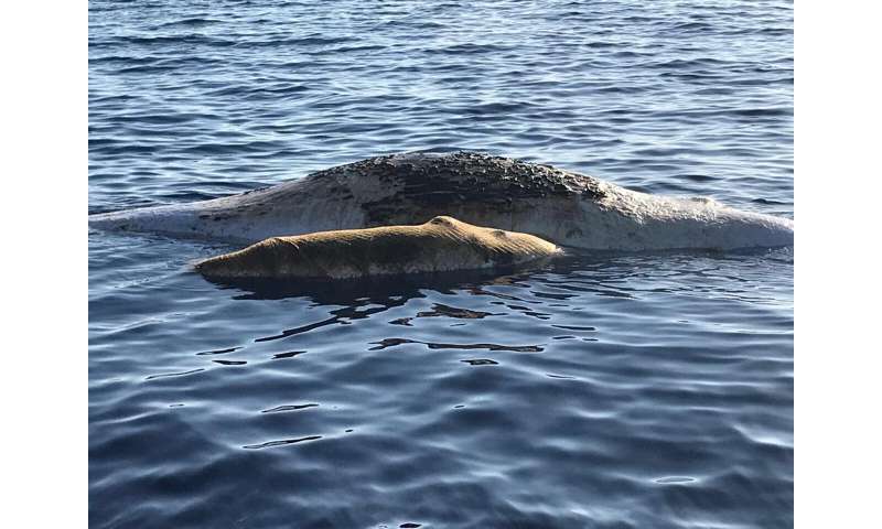 Mother sperm whale and baby dead in fishing net off Italy