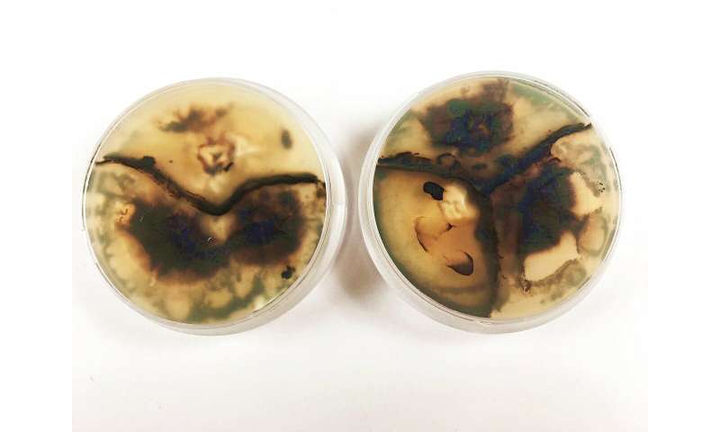 Researcher uses decomposition fungi to create patterns in wood
