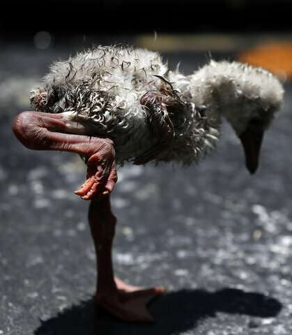 Special airlift for baby flamingos in peril in South Africa