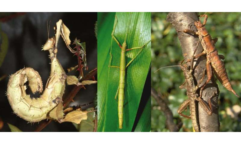 Was early stick insect evolution triggered by birds and mammals?