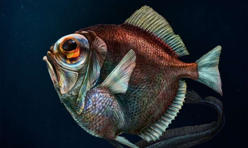 Remarkable fish see color in deep, dark water