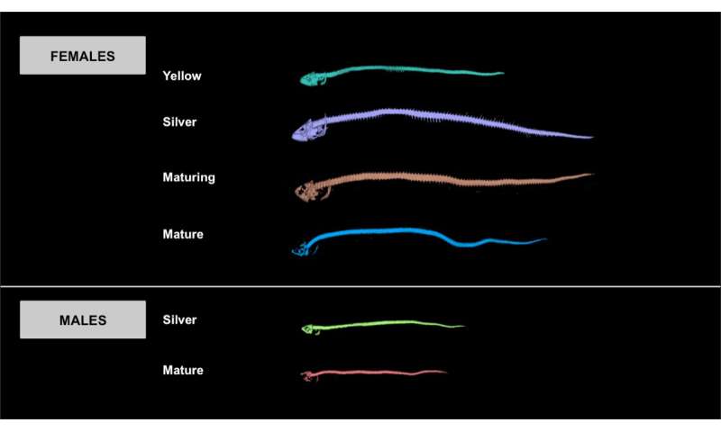 Researchers find bone resorption and body reorganization result in transfer of toxic metals in anguillid eels