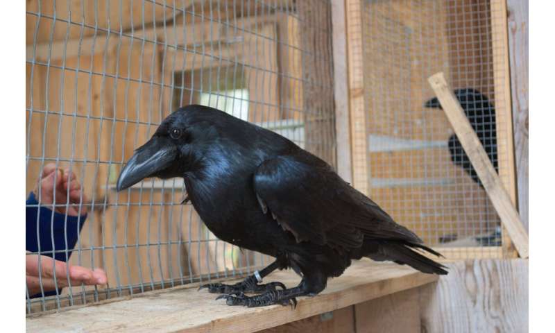 **Researchers find evidence of negative emotional contagion in lab ravens