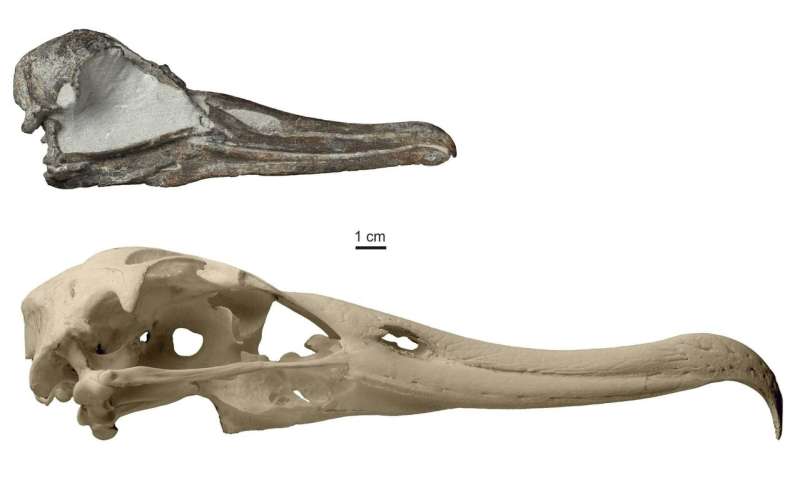Scientists describe an almost complete albatross skull from the pliocene epoch