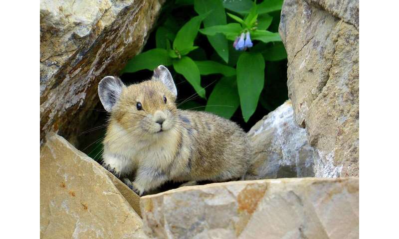 Study shows geography, not genetics more influential regarding American pika’s response to climate change