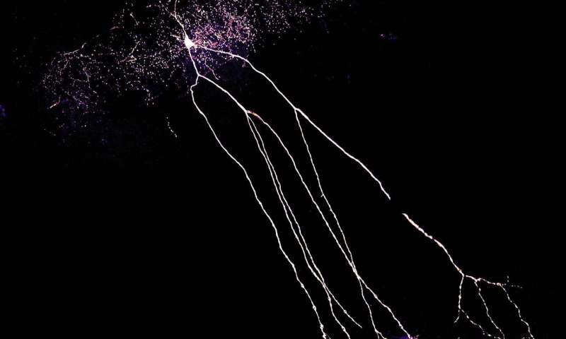 Possible explanation of how an epileptic seizure spreads through the brain