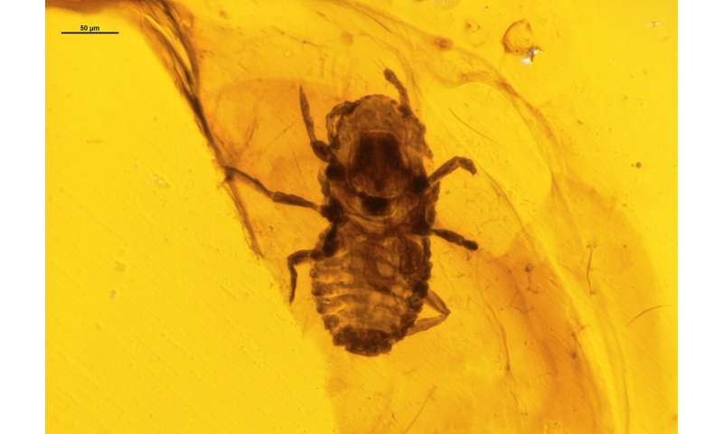 Ancient lice-like insects found to feed on dinosaur feathers