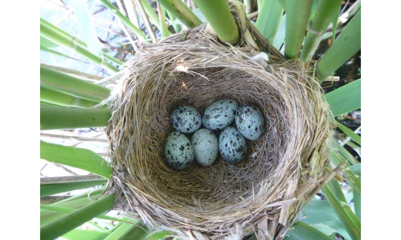 Avian Catch 22: the more hosts defend their nests, the higher the chance of it being parasitized by cuckoos