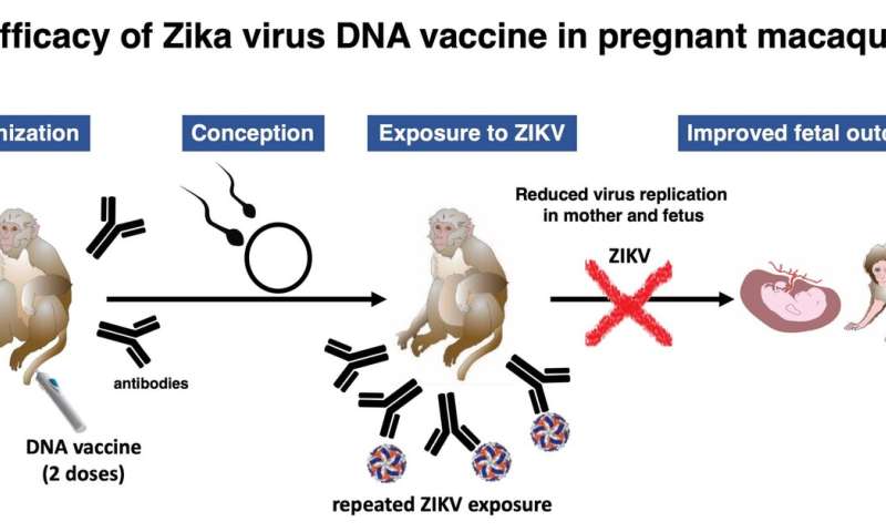 Zika疫苗保护胎儿在怀孕的猴子