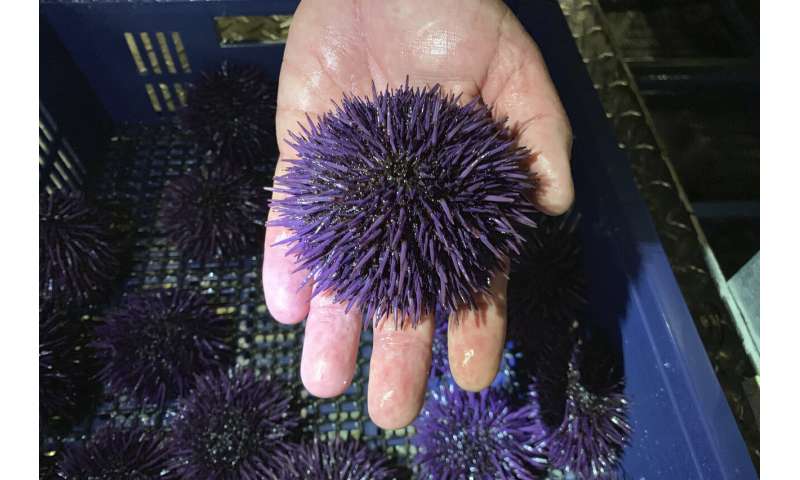 Sea urchin explosion off California, Oregon decimates kelp