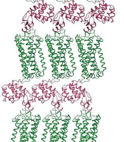 Study reveals the structure of the 2nd human cannabinoid receptor