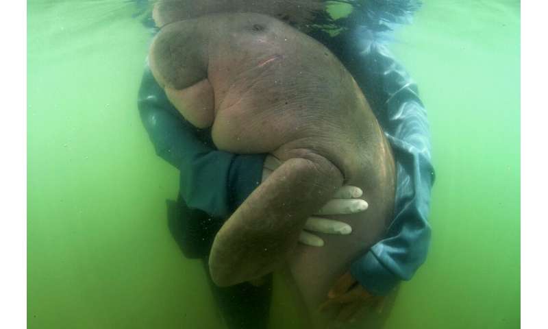 The discovery of the deer comes months after a sick baby dugong won hearts in Thailand as she fought for recovery, only to pass 