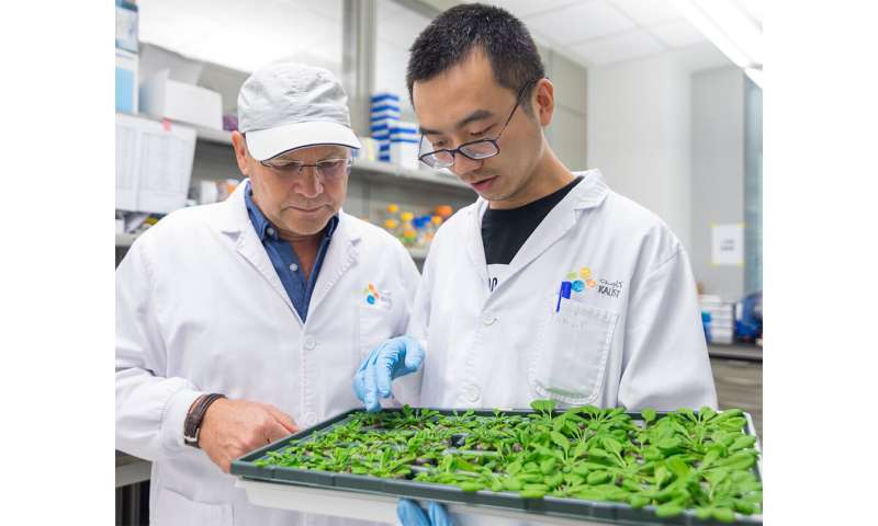 Discovery of plant immune signaling intermediary could lead to more pest-resistant crops