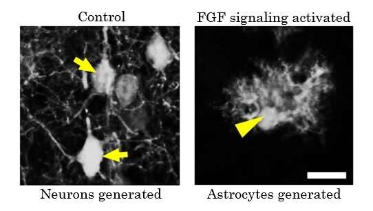 Discovery of the cell fate switch from neurons to astrocytes in the developing brain