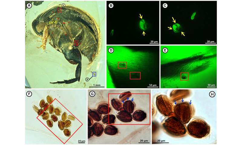 Earliest evidence of insect-angiosperm pollination found in Cretaceous Burmese amber