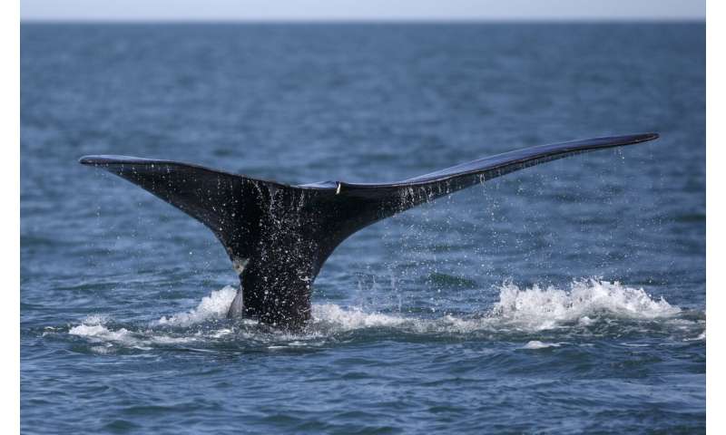 Link to stress, health of whales might be in giant mouths