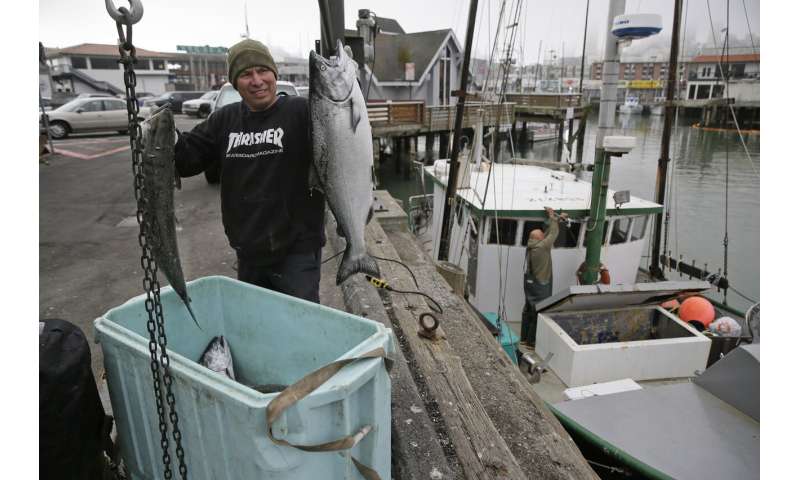 Off the hook: California king salmon rebounds after drought
