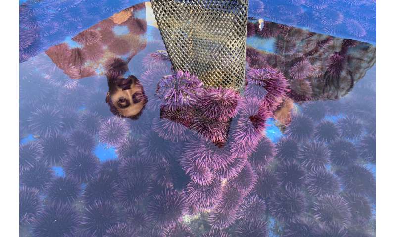 Sea urchin explosion off California, Oregon decimates kelp