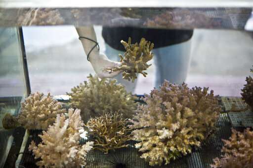 Northern Red Sea coral reefs may survive a hot, grim future