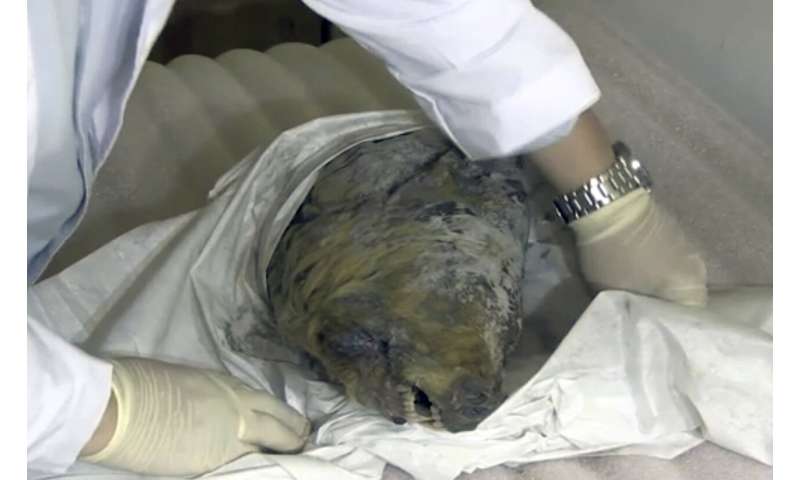 Perfectly preserved head of Ice Age wolf found in Siberia