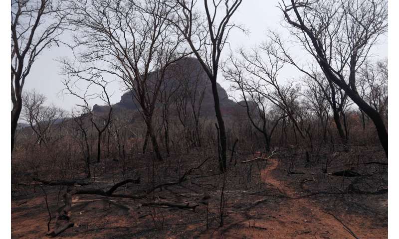 Respiratory ailments rise in Brazil as Amazon fires rage