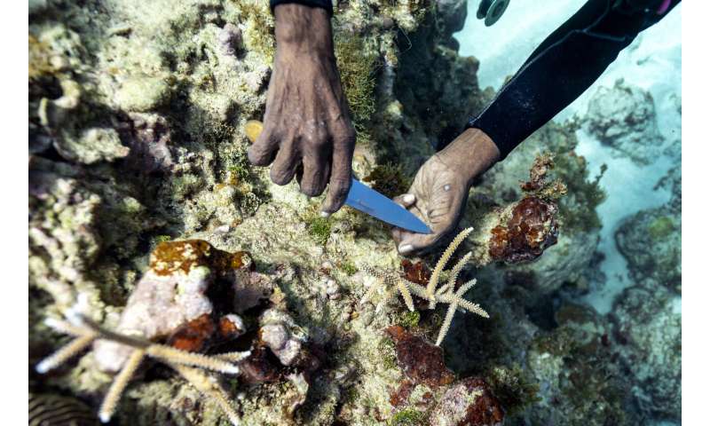 Surprise rescue of Jamaica coral reefs shows nature can heal