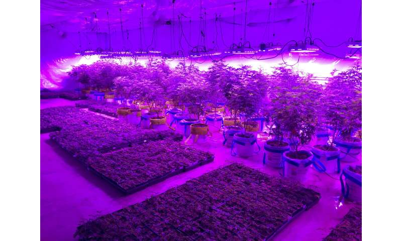Utah farmers and entrepreneurs compete to grow medical pot
