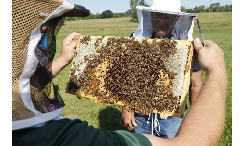 Veterans with PTSD, anxiety turn to beekeeping for relief