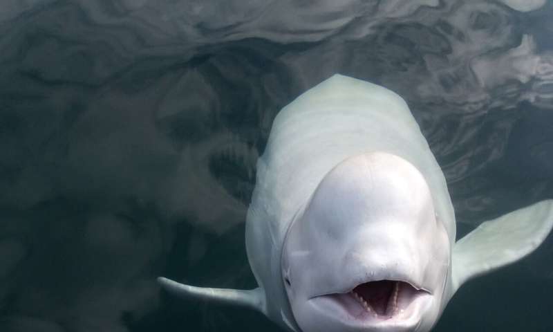Enigmatic Beluga whale off Norway so tame people can pet it
