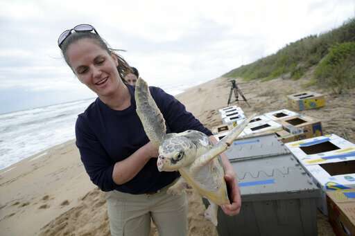 New England seeing a huge spike in beached sea turtles