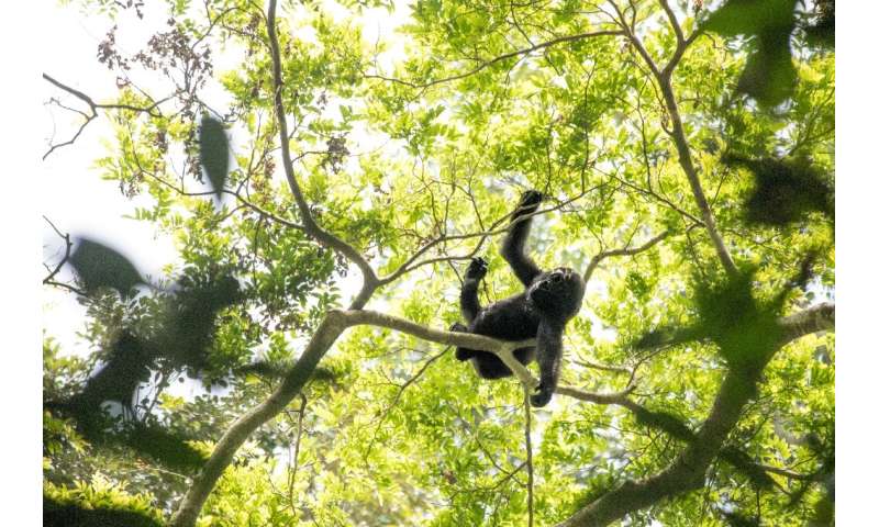 A baby gorilla plays in the branches of the Bayanga Equatorial Forest, part of the Dzanga-Sangha reserve
