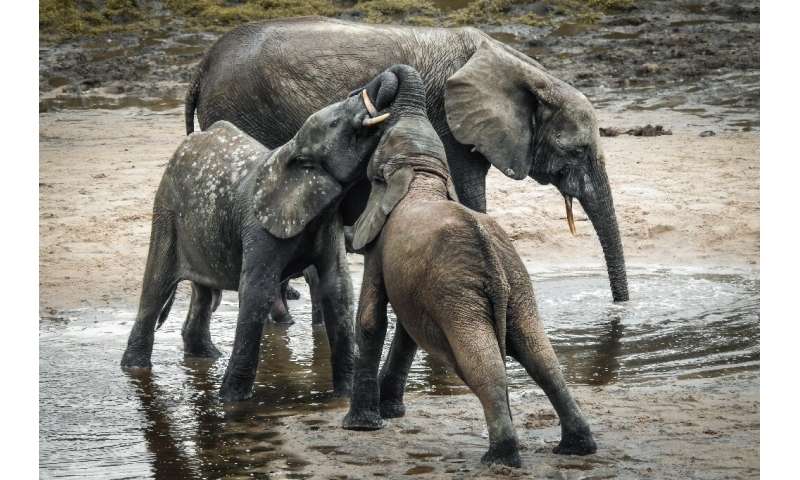 A forest elephant and her calves take a cooling bath in the mud