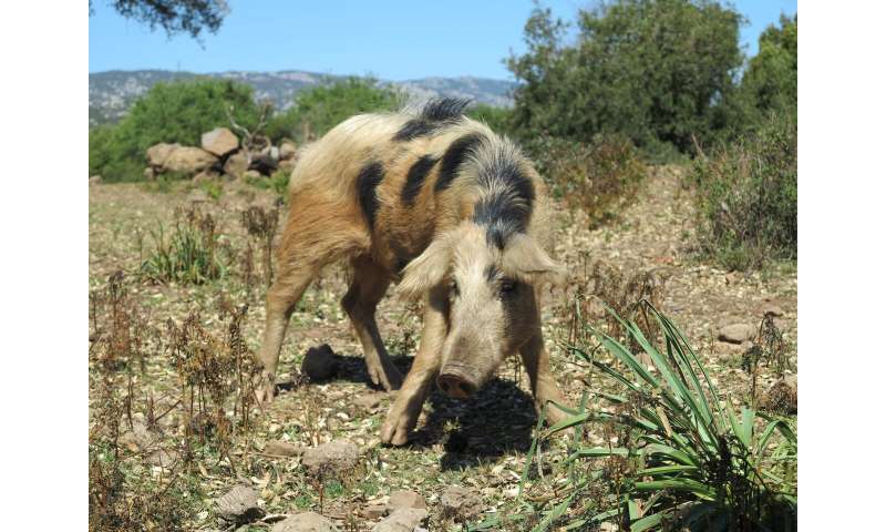Ancient Pigs Endured A Complete Genomic Turnover After They