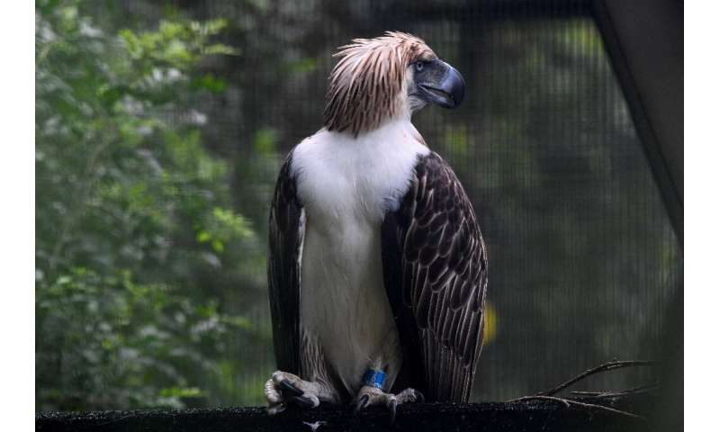 Any future offspring of the eagles will be returned to the Philippines, said Wildlife Reserves Singapore, which is caring for th