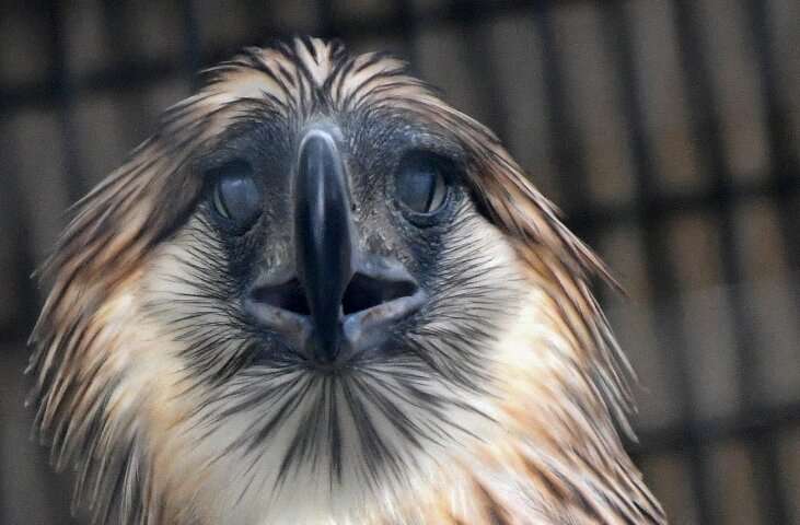 A Philippine Eagle wingspan can reach up to 2 metres (7 feet)