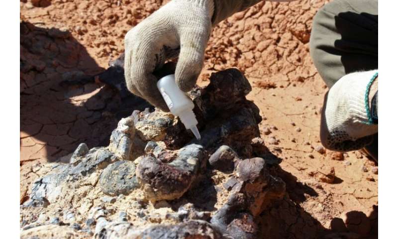 A scientist preparing samples of a fossil at the Ischigualasto National Park in San Juan provice, Argentina