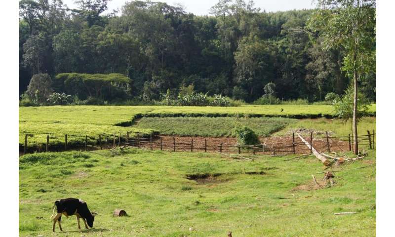 Image result for A win-win for forests and small-holder dairy farming in East Africa