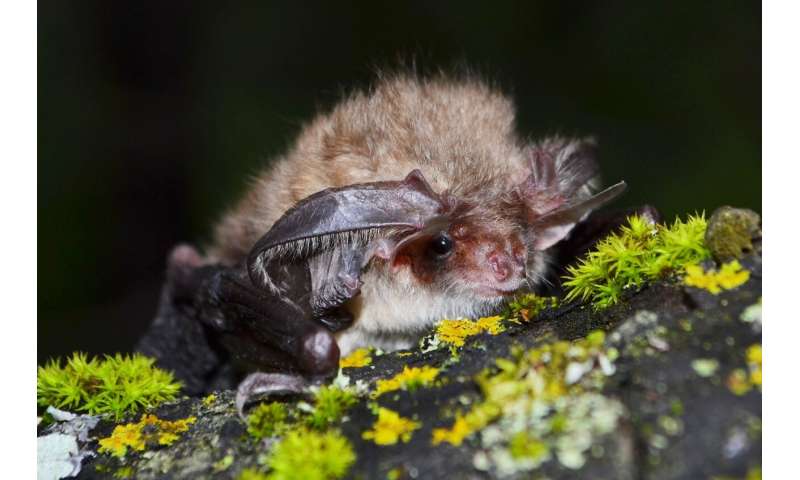 Bat Swarming in Eastern Siberia Has Been Studied for the First Time