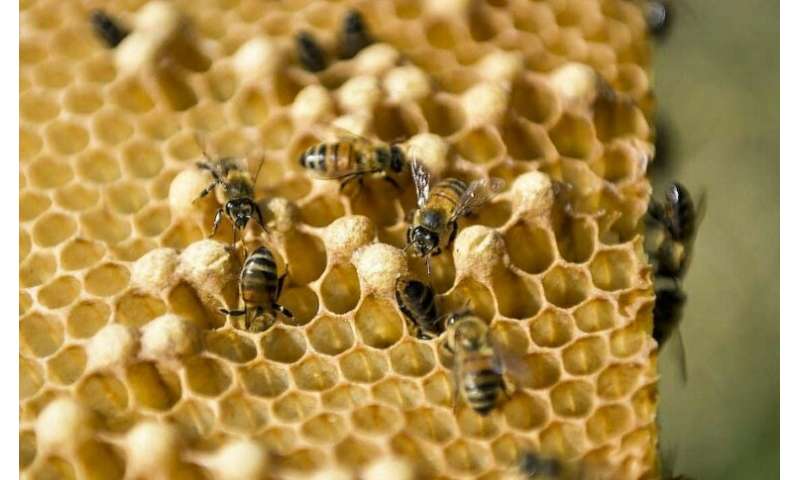 Cuba S Worker Bees Boost Thriving Honey Business