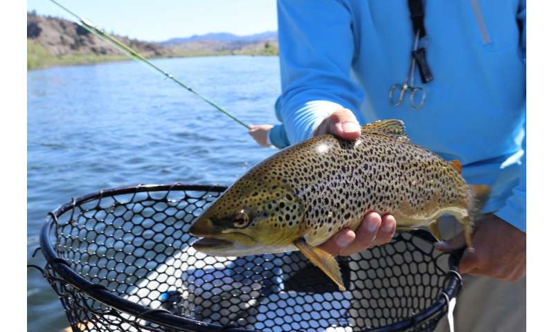 brown trout