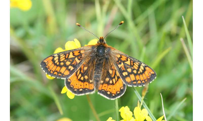 Butterfly monitoring project will enable improvements to Europe's environment