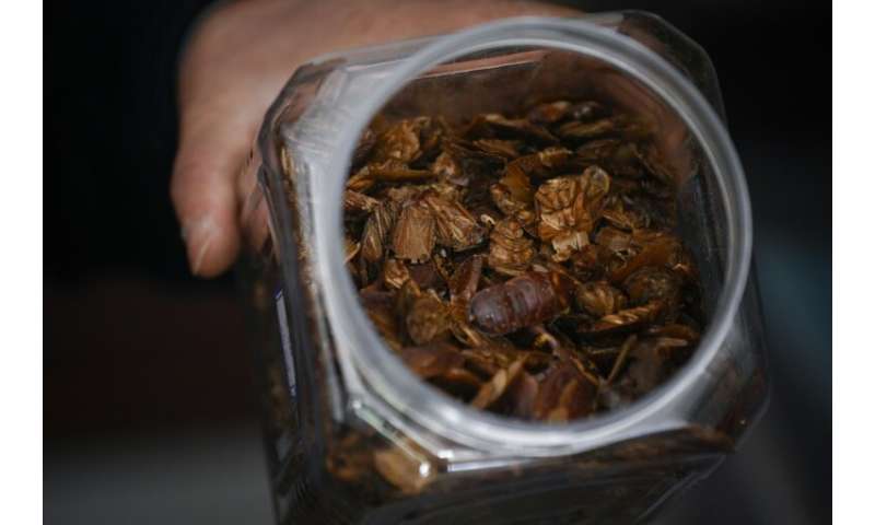 Chinese cockroach farmer Li Bingcai recently sold one tonne of the dried insects to a pharmaceutical factory for nearly 90,000 y