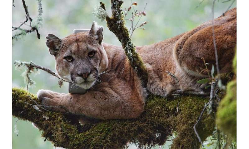 Coastal fog linked to high levels of mercury found in mountain lions, study finds