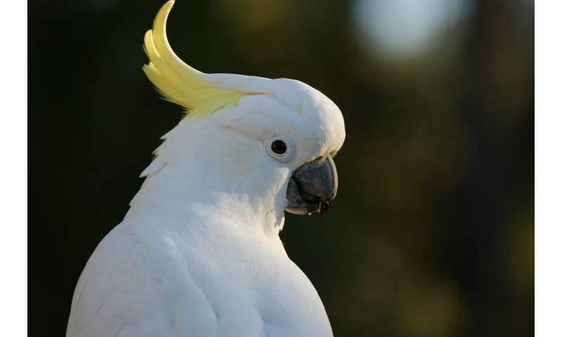 Snowball the dancing cockatoo has many moves