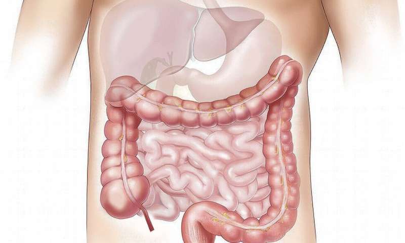 Hydrogen peroxide keeps gut bacteria away from the colon lining thumbnail