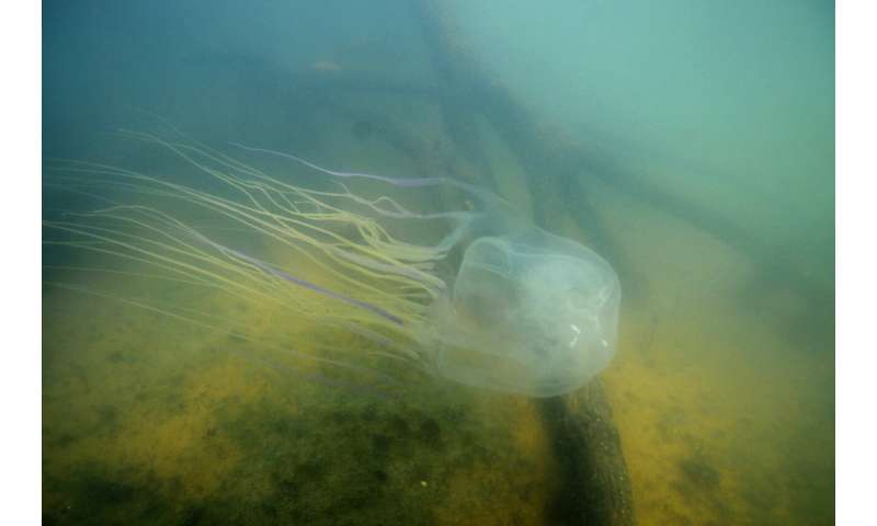 deadly australian jellyfish