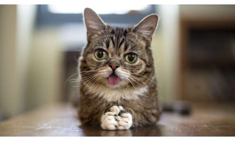 Image result for bub cat